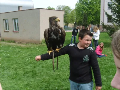 Ukázka výcviku dravců, 15. 5. 2011