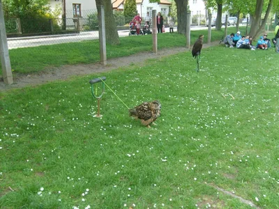 Ukázka výcviku dravců, 15. 5. 2011