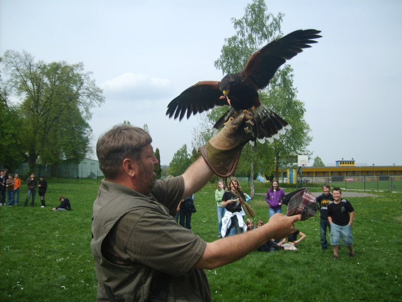 Ukázka výcviku dravců, 15. 5. 2011