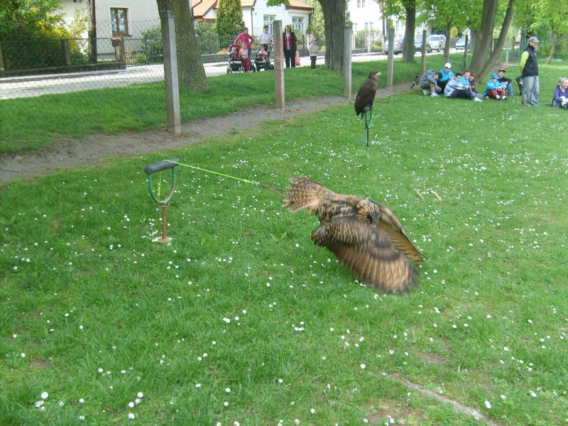 Ukázka výcviku dravců, 15. 5. 2011