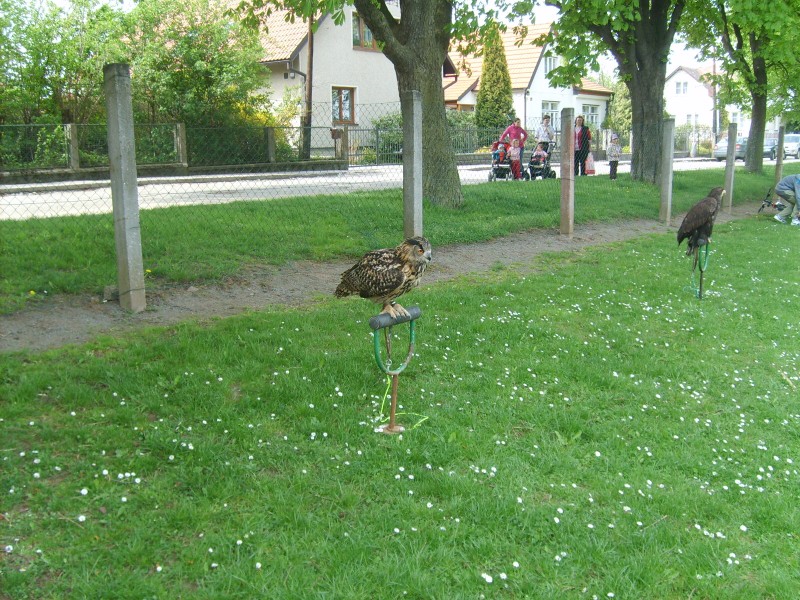 Ukázka výcviku dravců, 15. 5. 2011