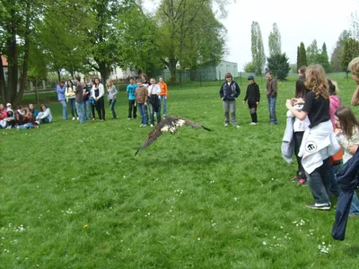 Ukázka výcviku dravců, 15. 5. 2011