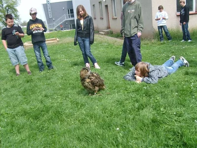 Ukázka výcviku dravců, 15. 5. 2011