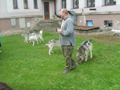 Malamut – velký  pes, 15. 7. 2011
