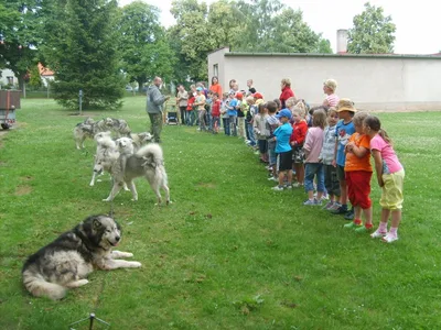 Malamut – velký  pes, 15. 7. 2011