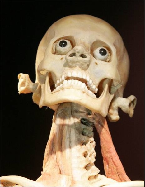 THE HUMAN BODY EXIBITION, 24. 4. 2012