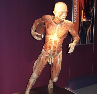 THE HUMAN BODY EXIBITION, 24. 4. 2012
