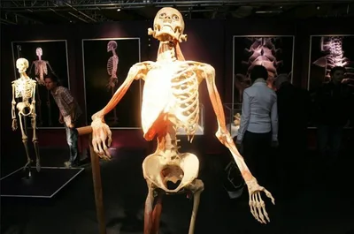 THE HUMAN BODY EXIBITION, 24. 4. 2012