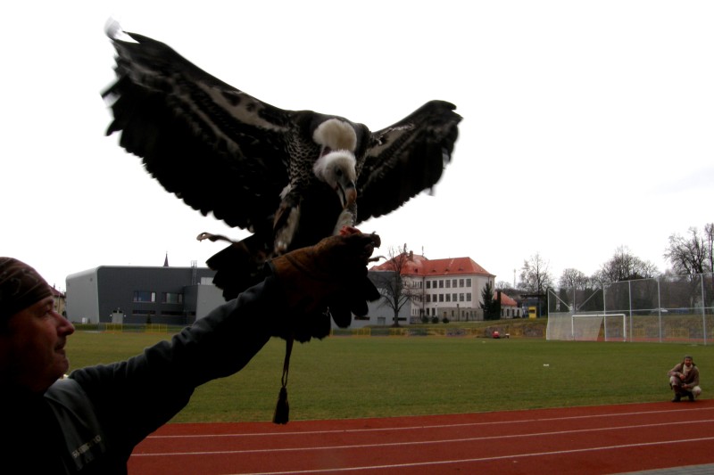 Dravci, 28. 4. 2013