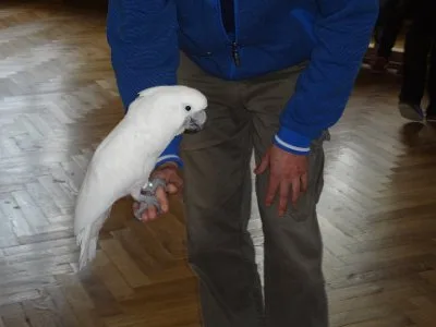 Exotičtí papoušci, 30. 4. 2014