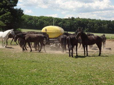Muzeum barokních soch a hřebčín ve Slatiňanech, 17. 6. 2014