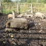Pasíčka - Žáci prvního stupně, 19. 9. 2014
