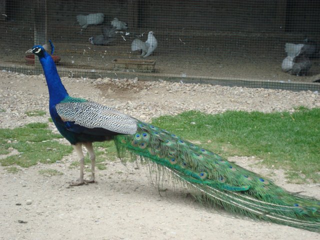 Školní výlet pro 1. -5. třídu, 20. 6. 2015