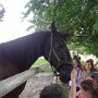 Starokladrubské koně, muzeum Švýcárna, 17. 6. 2015