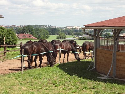 Starokladrubské koně, muzeum Švýcárna, 17. 6. 2015