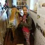 Starokladrubské koně, muzeum Švýcárna, 17. 6. 2015