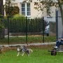 Mushing - psí spřežení na školní zahradě, 10. 10. 2015