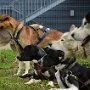 Mushing - psí spřežení na školní zahradě, 10. 10. 2015