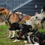Mushing - psí spřežení na školní zahradě, 10. 10. 2015