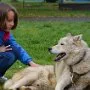 Mushing - psí spřežení na školní zahradě, 10. 10. 2015