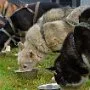 Mushing - psí spřežení na školní zahradě, 10. 10. 2015