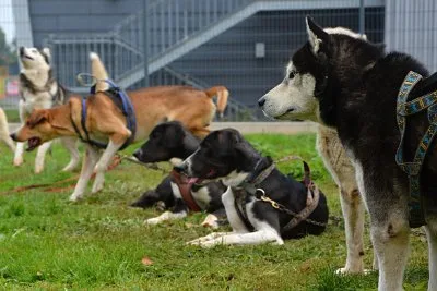 Mushing - psí spřežení na školní zahradě, 10. 10. 2015