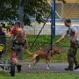 Mushing - psí spřežení na školní zahradě, 10. 10. 2015