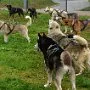 Mushing - psí spřežení na školní zahradě, 10. 10. 2015