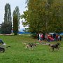 Mushing - psí spřežení na školní zahradě, 10. 10. 2015