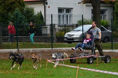 Mushing - psí spřežení na školní zahradě, 10. 10. 2015