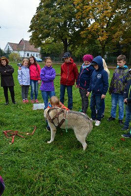 Mushing - psí spřežení na školní zahradě, 10. 10. 2015