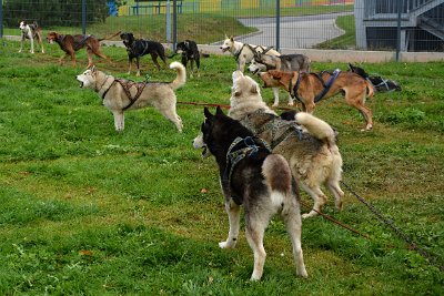 Mushing - psí spřežení na školní zahradě, 10. 10. 2015