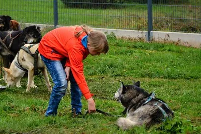 Mushing - psí spřežení na školní zahradě, 10. 10. 2015
