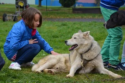 Mushing - psí spřežení na školní zahradě, 10. 10. 2015