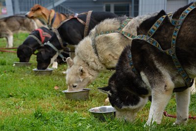 Mushing - psí spřežení na školní zahradě, 10. 10. 2015