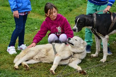 Mushing - psí spřežení na školní zahradě, 10. 10. 2015