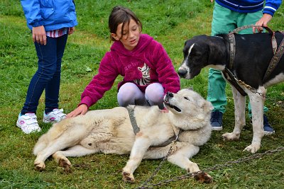 Mushing - psí spřežení na školní zahradě, 10. 10. 2015