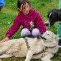 Mushing - psí spřežení na školní zahradě, 10. 10. 2015