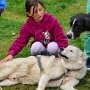 Mushing - psí spřežení na školní zahradě, 10. 10. 2015