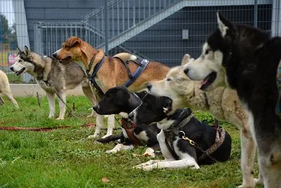 Mushing - psí spřežení na školní zahradě, 10. 10. 2015