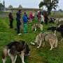 Mushing - psí spřežení na školní zahradě, 10. 10. 2015