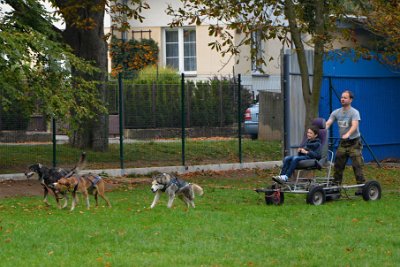 Mushing - psí spřežení na školní zahradě, 10. 10. 2015