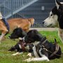 Mushing - psí spřežení na školní zahradě, 10. 10. 2015