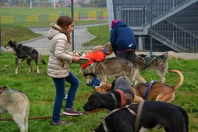 Mushing - psí spřežení na školní zahradě, 10. 10. 2015