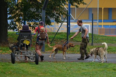 Mushing - psí spřežení na školní zahradě, 10. 10. 2015