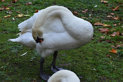 Day 1, 2 - Great Britain, London, 15. 11. 2015
