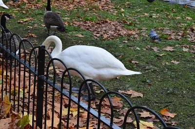 Day 1, 2 - Great Britain, London, 15. 11. 2015
