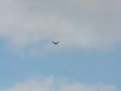 ZAYFERUS - Výcvik dravců, 26. 5. 2016