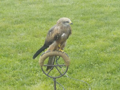 ZAYFERUS - Výcvik dravců, 26. 5. 2016