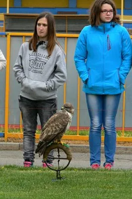 ZAYFERUS - Výcvik dravců, 26. 5. 2016